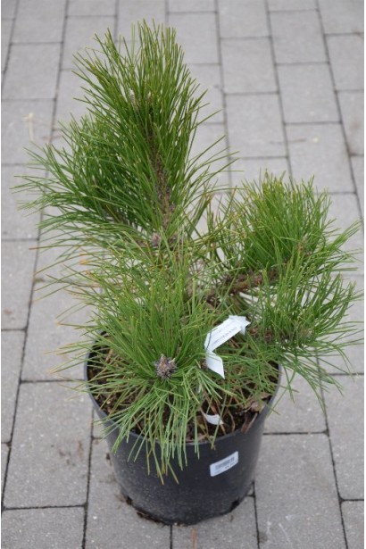 Сосна чорна Globosa - саджанець в контейнері